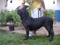 Matriz - Fila Brasileiro Preto - Canil Singular - Camila Pitanga